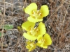 Yellow-Mariposa